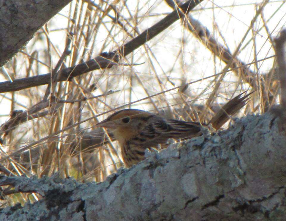 Image of Le Conte's Sparrow