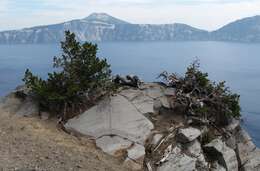 Image of whitebark pine