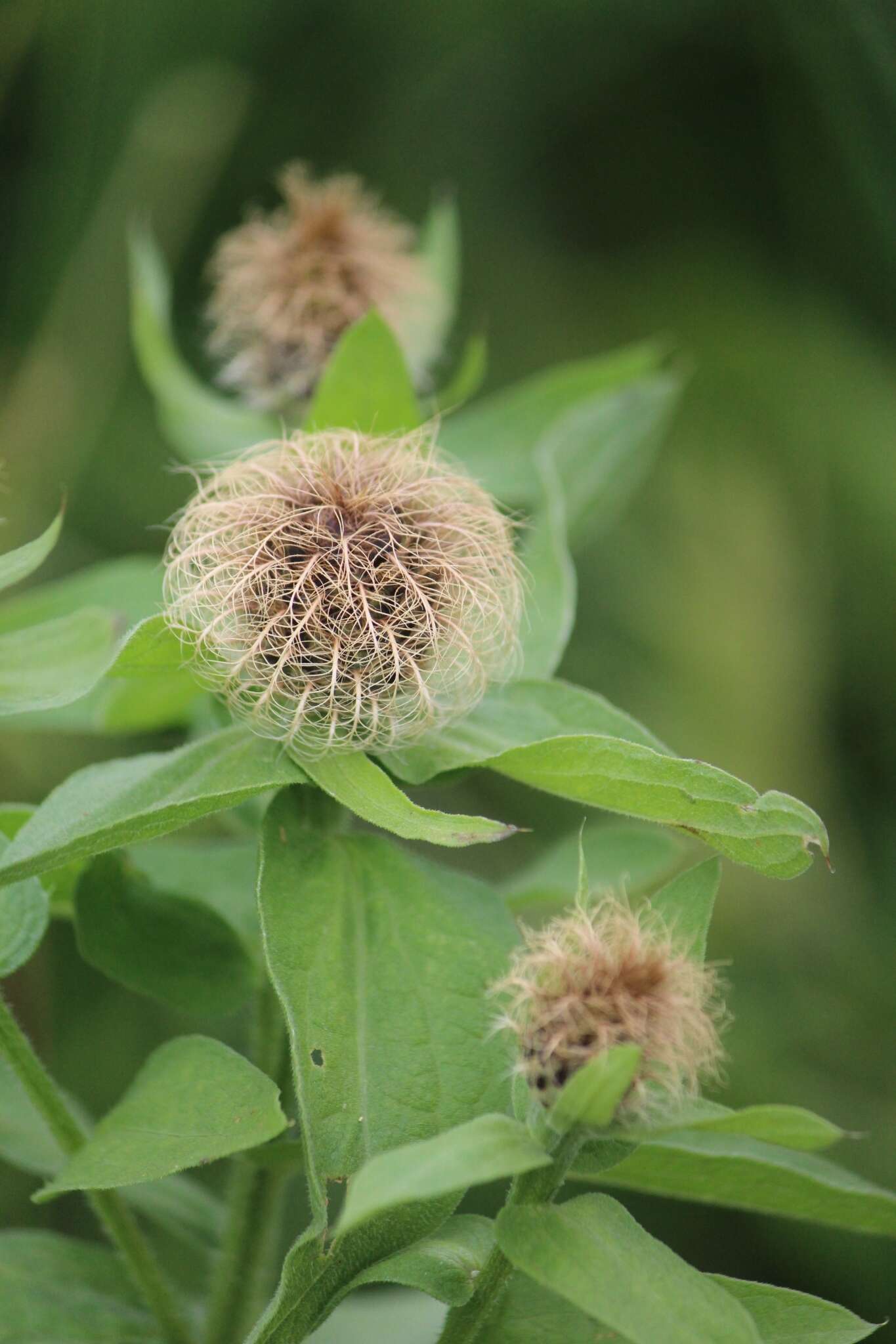 Image of Centaurea phrygia subsp. abnormis (Czer.) Greuter