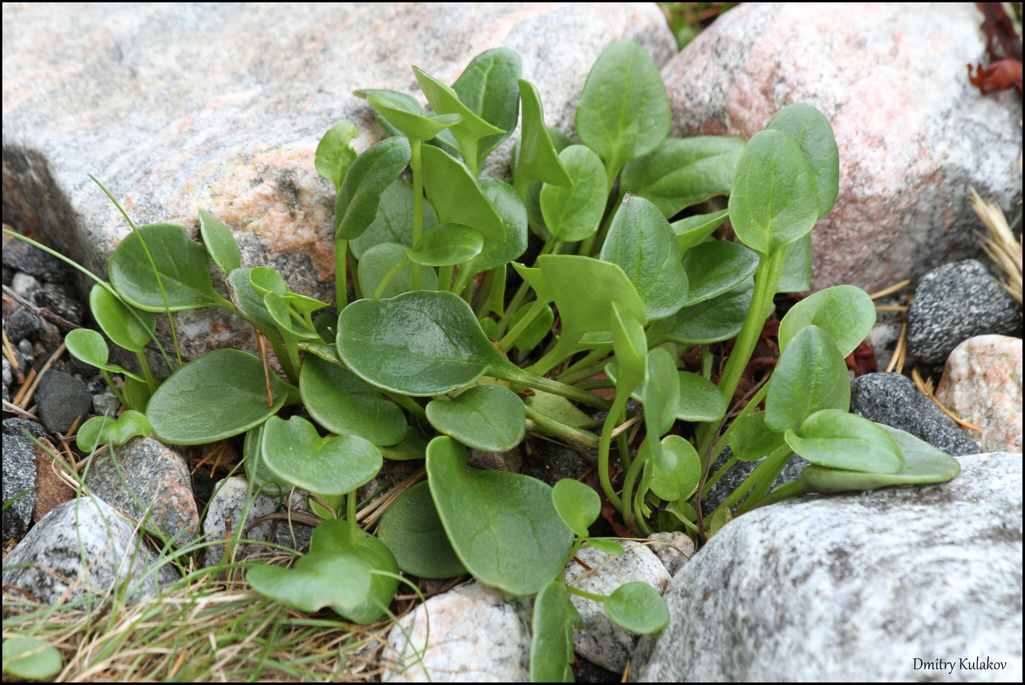 Image of Danish scurvygrass