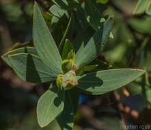 Image of Hypericum balfourii N. K. B. Robson