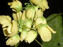 Senna caudata (Standl.) H. S. Irwin & Barneby resmi