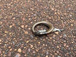 Image of Two-toed Earless Skink