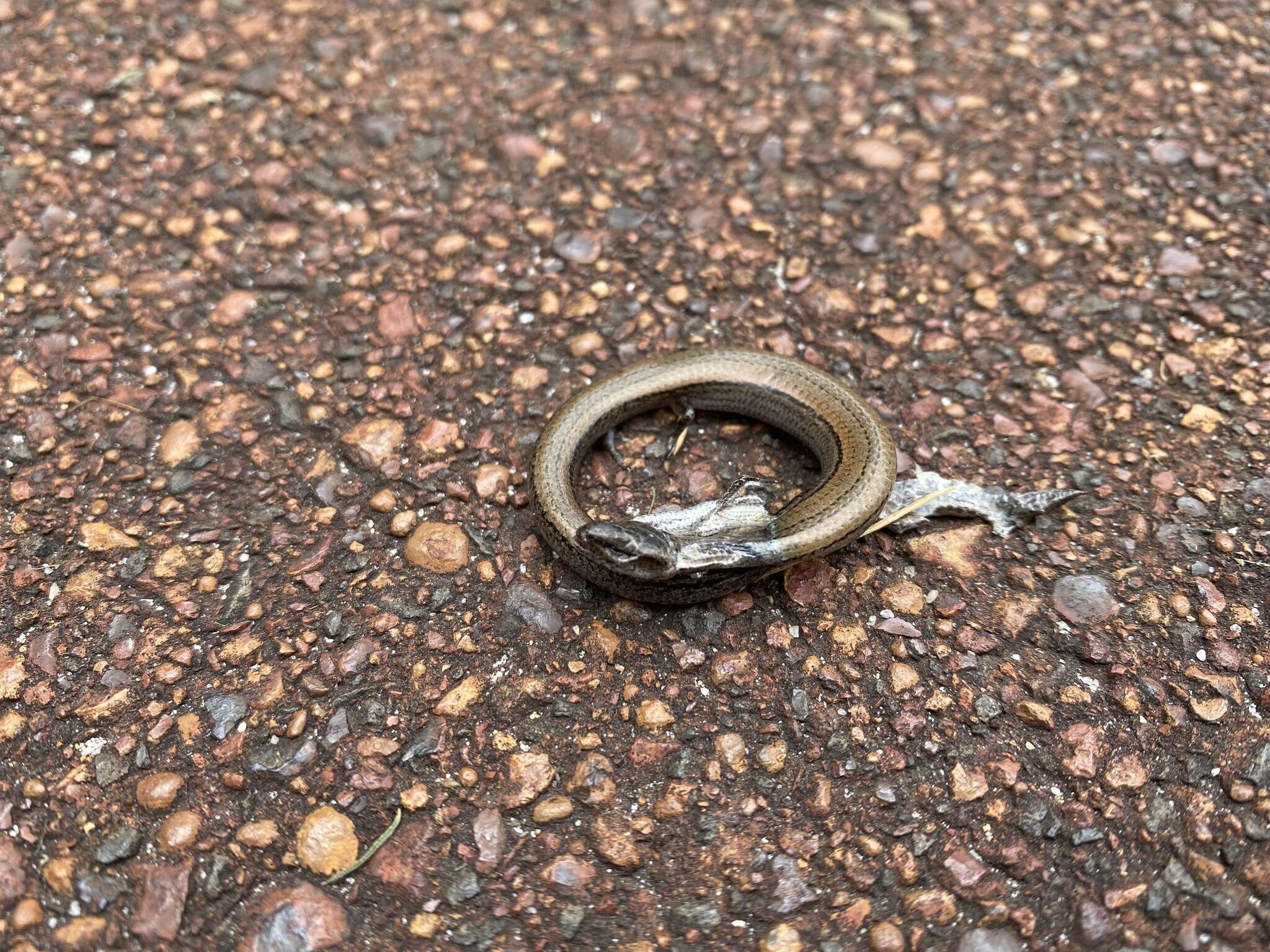 Image of Two-toed Earless Skink