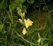 Image of Common Toadflax