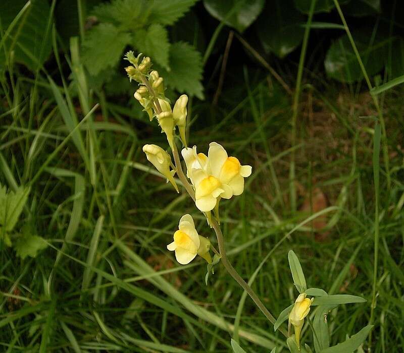 Image of Common Toadflax