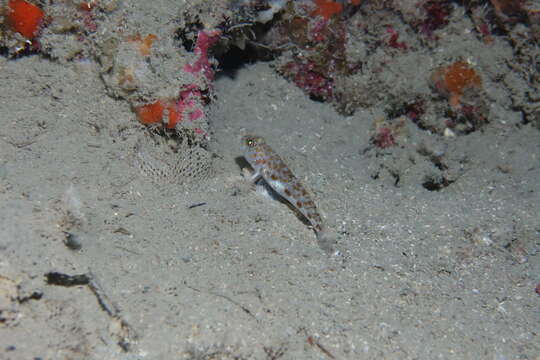 Image of Large-scaled goby