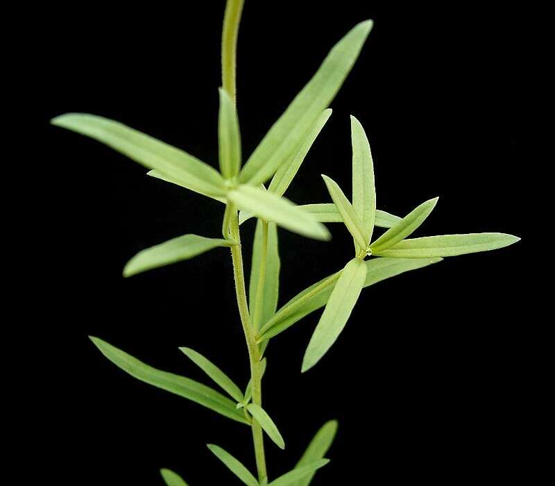 Image of Common Toadflax