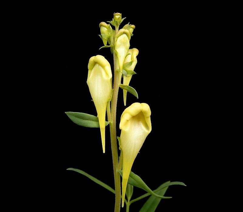 Image of Common Toadflax