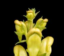 Image of Common Toadflax