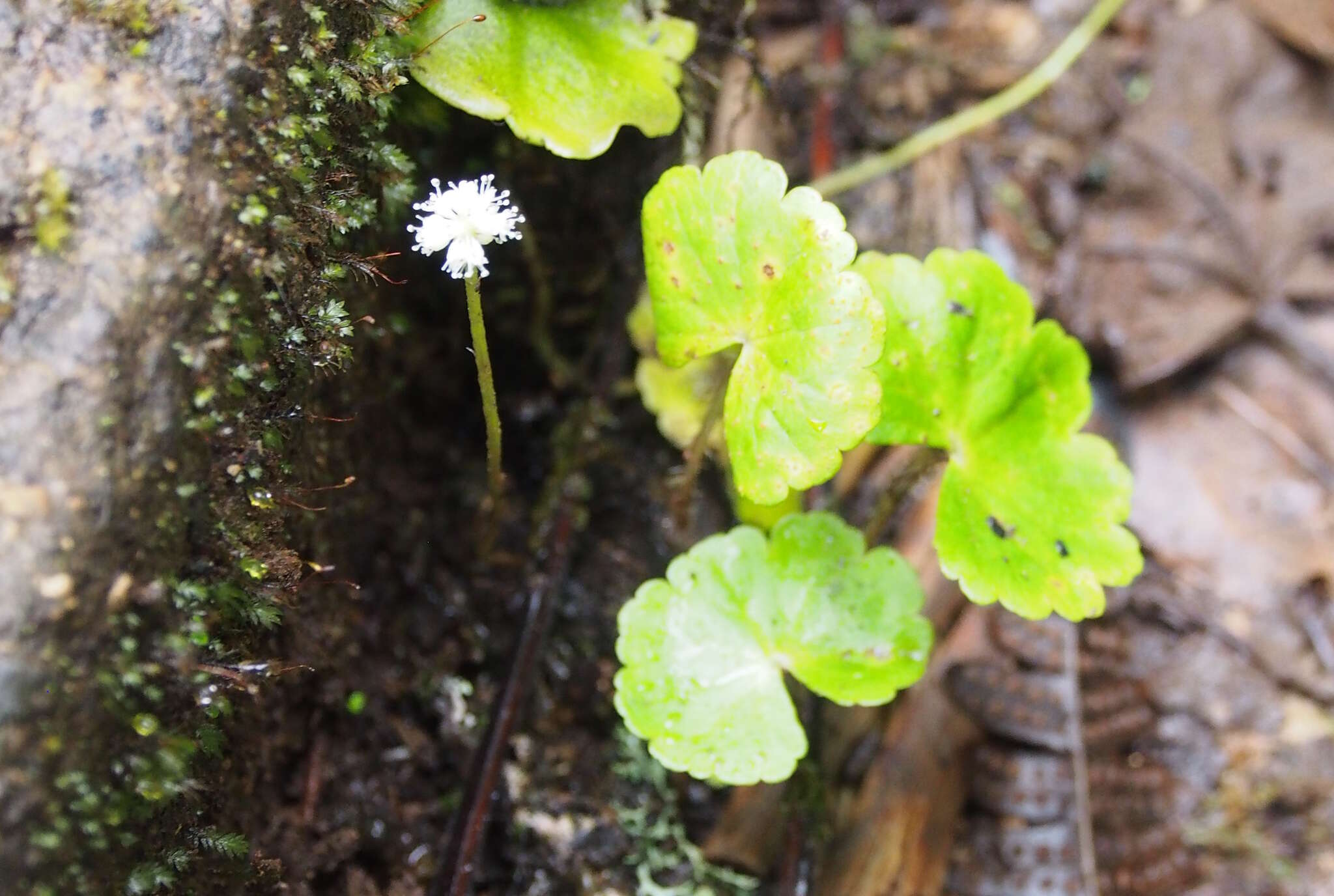 Image de Hydrocotyle leucocephala Cham. & Schltdl.