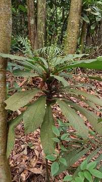 Image of Agrostistachys borneensis Becc.