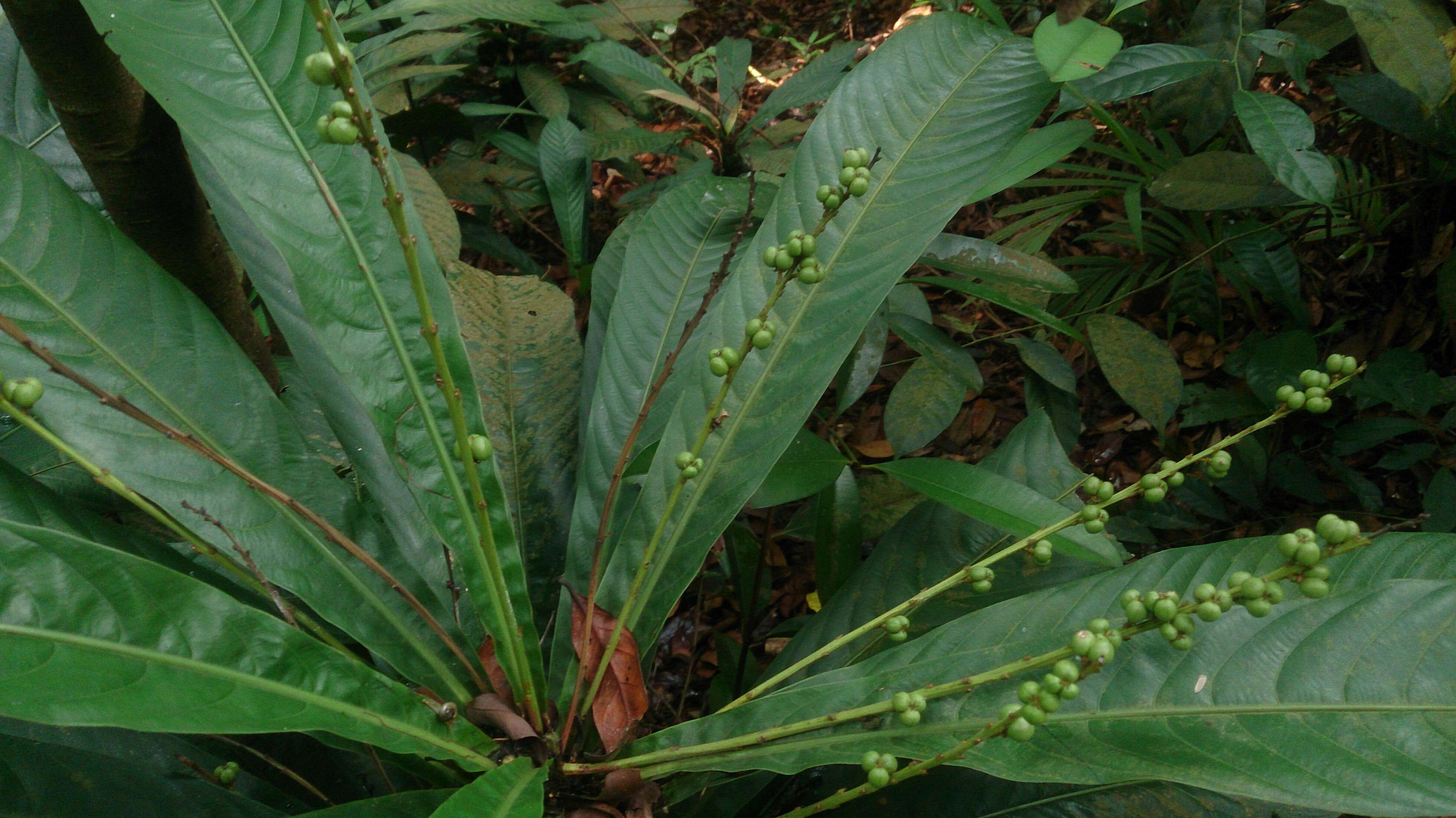 Image of Agrostistachys borneensis Becc.