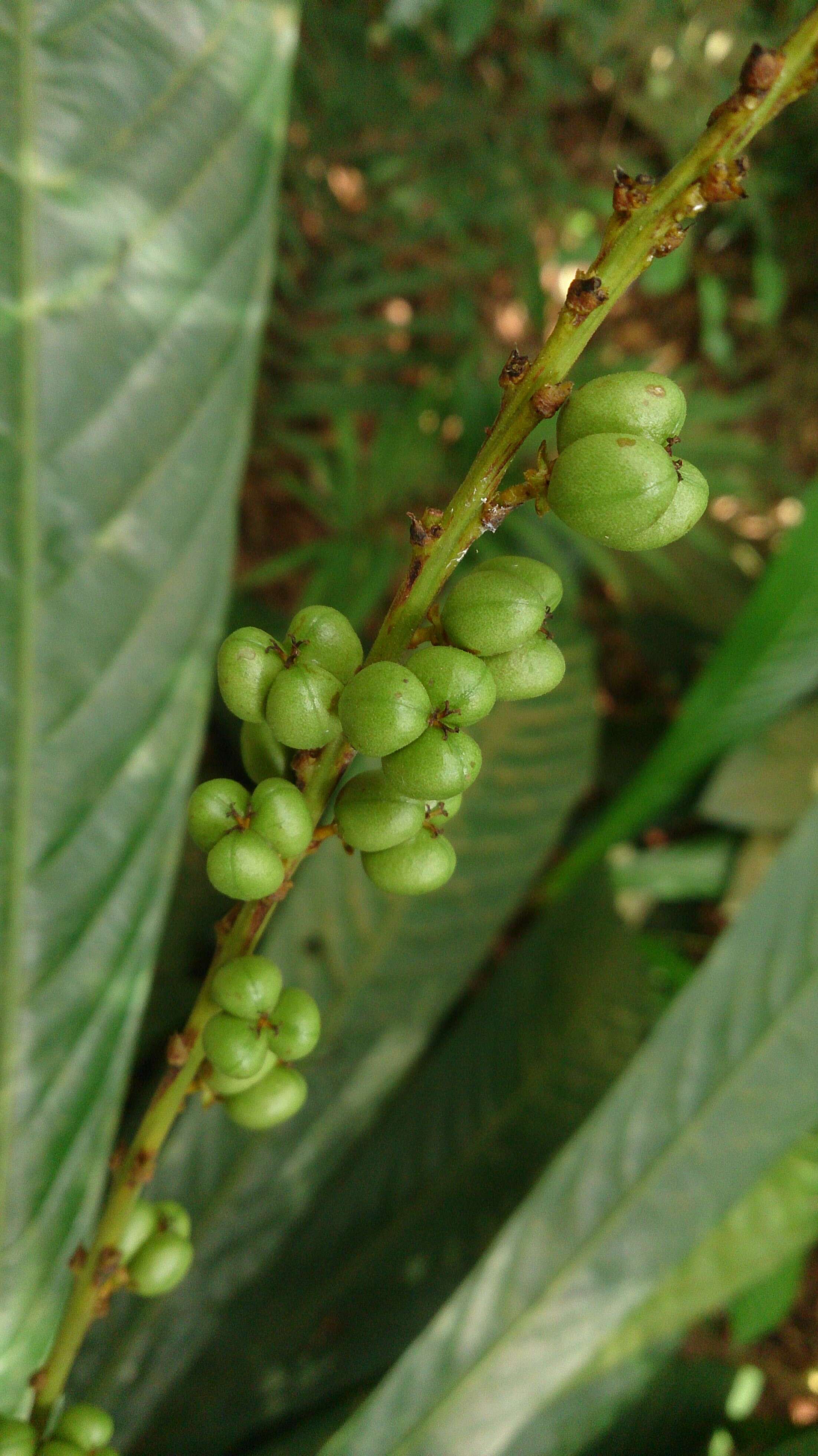 Image of Agrostistachys borneensis Becc.