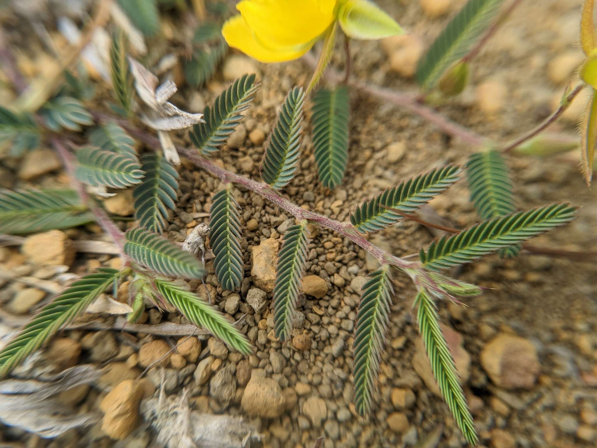 Image of Chamaecrista garambiensis (Hosok.) H. Ohashi, Tateishi & T. Nemoto