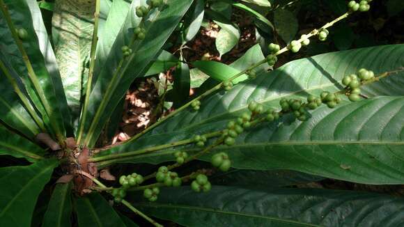 Image of Agrostistachys borneensis Becc.