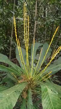 Image of Agrostistachys borneensis Becc.