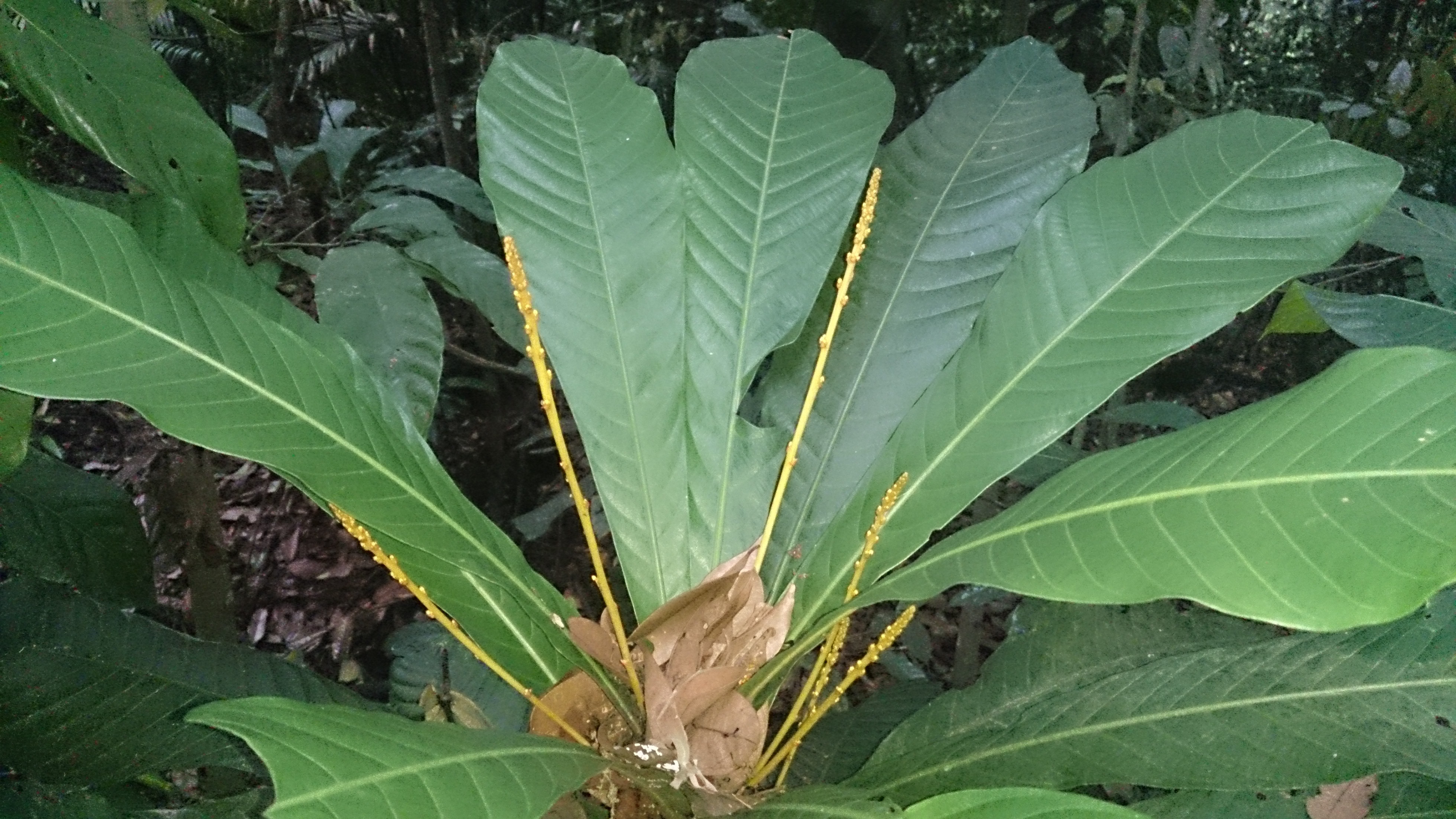 Resultado de imagen de Agrostistachys borneensis