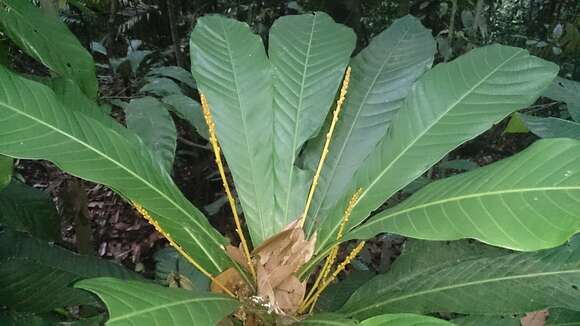 Image of Agrostistachys borneensis Becc.