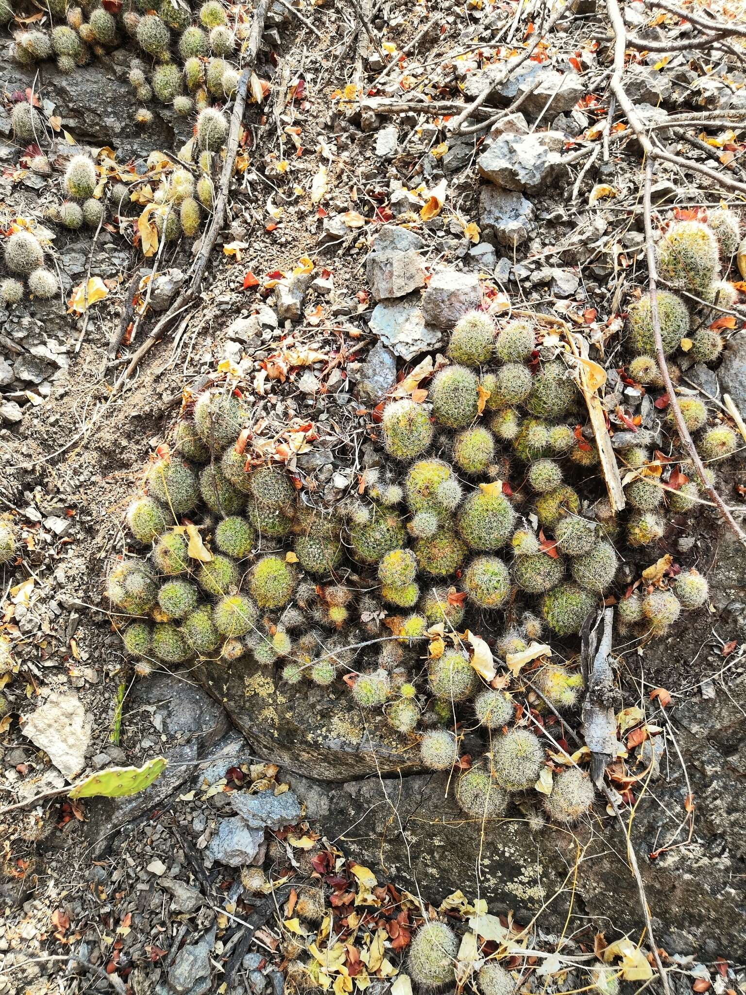 Image de Mammillaria beneckei Ehrenb.