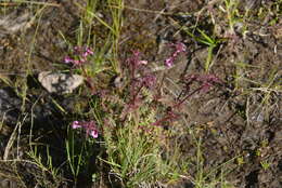 Image of Pennell's lousewort