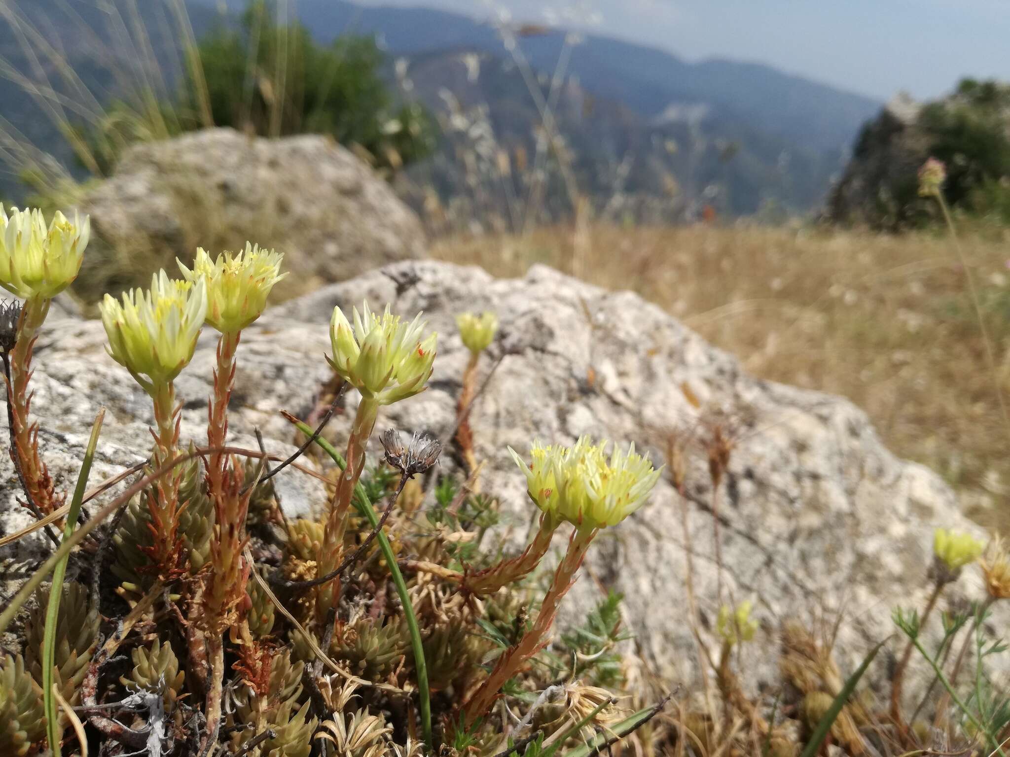 Image of Petrosedum ochroleucum subsp. mediterraneum (L. Gallo) Niederle