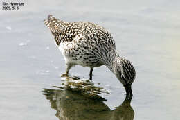 Image of Wood Sandpiper