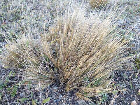 Image of Festuca gracillima Hook. fil.