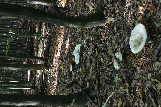 Image of giant clitocybe