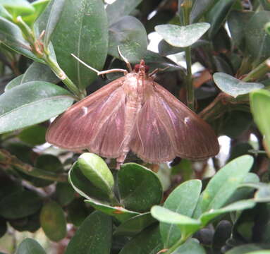 Cydalima perspectalis resmi