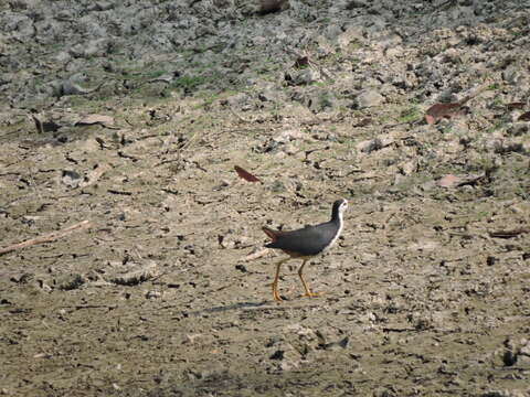 Image of White-breasted Waterhen