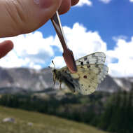 Image of Rocky Mountain Parnassian