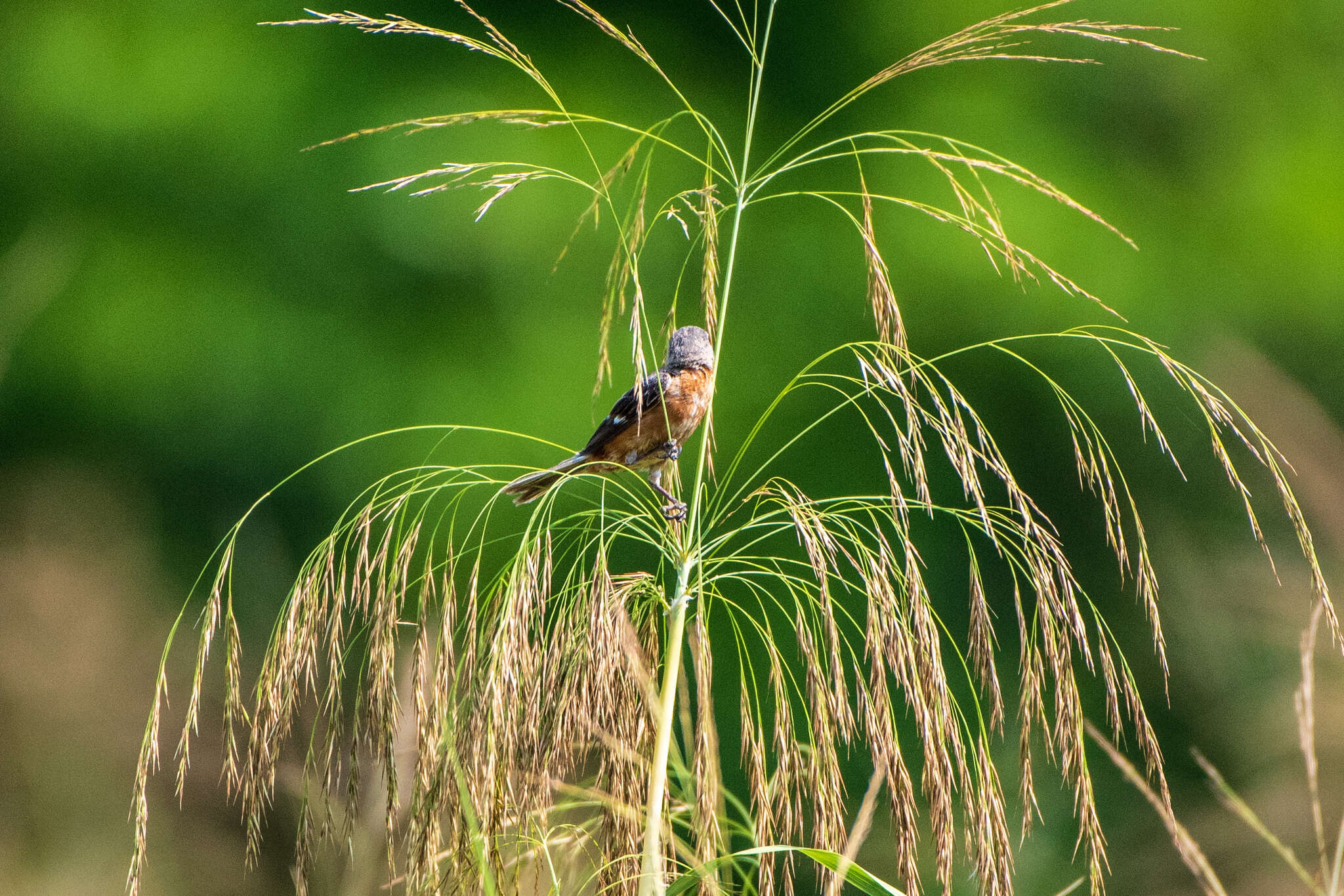 Image of Ruddy-breasted Seedeater