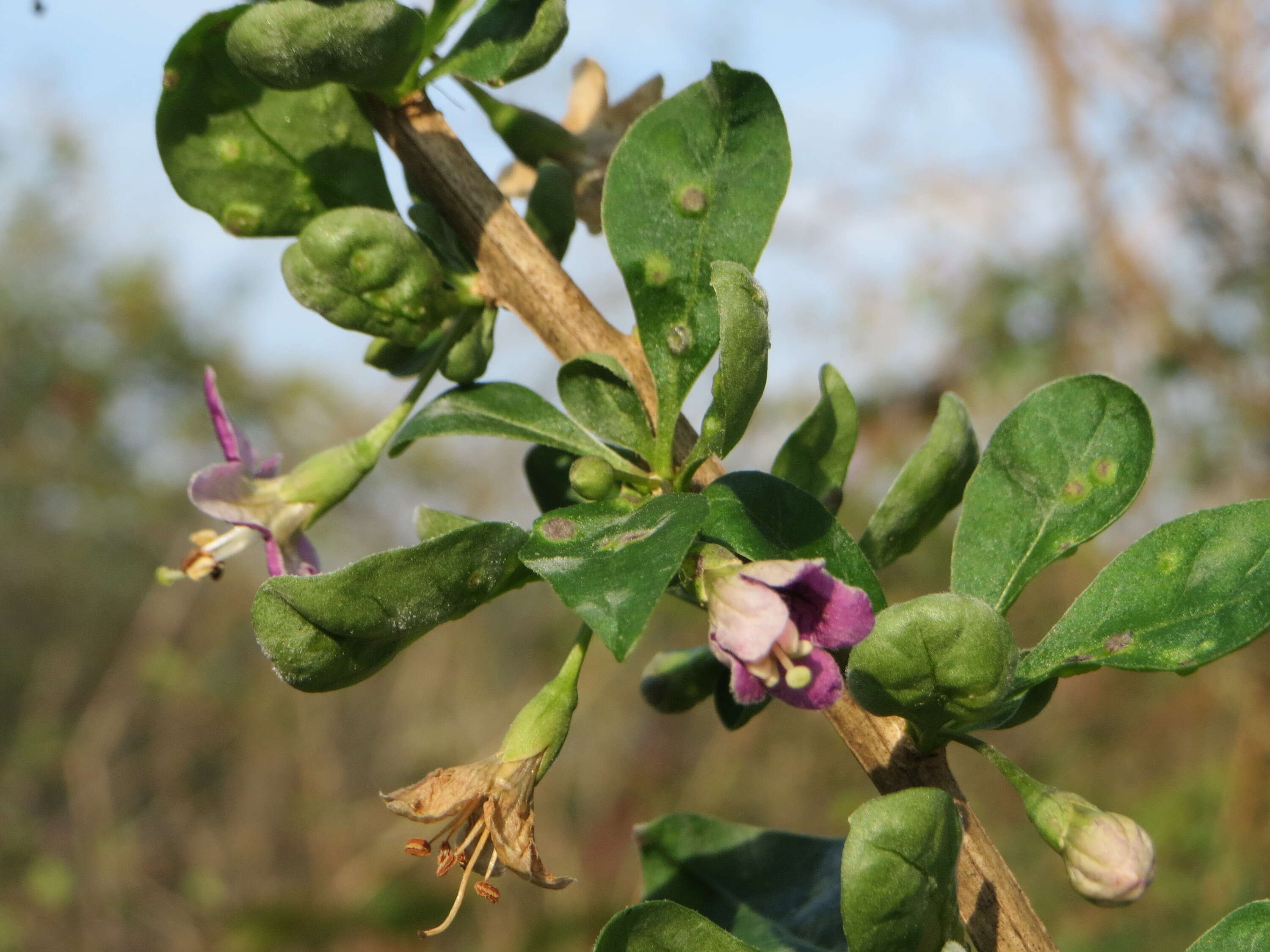 Image of matrimony vine