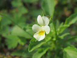 Слика од Viola arvensis Murray