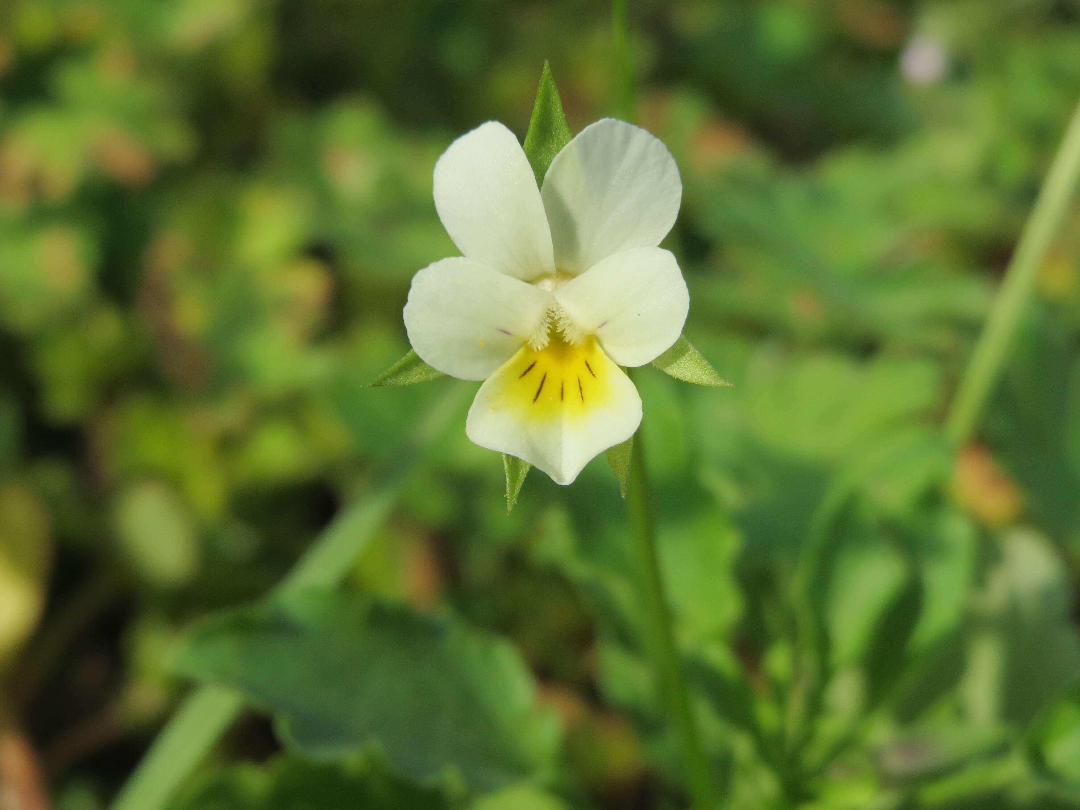 Слика од Viola arvensis Murray