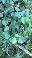 Image de Stephania japonica var. discolor (Bl.) Forman