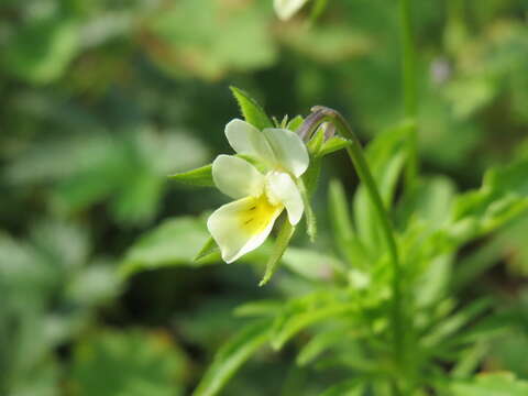 Слика од Viola arvensis Murray