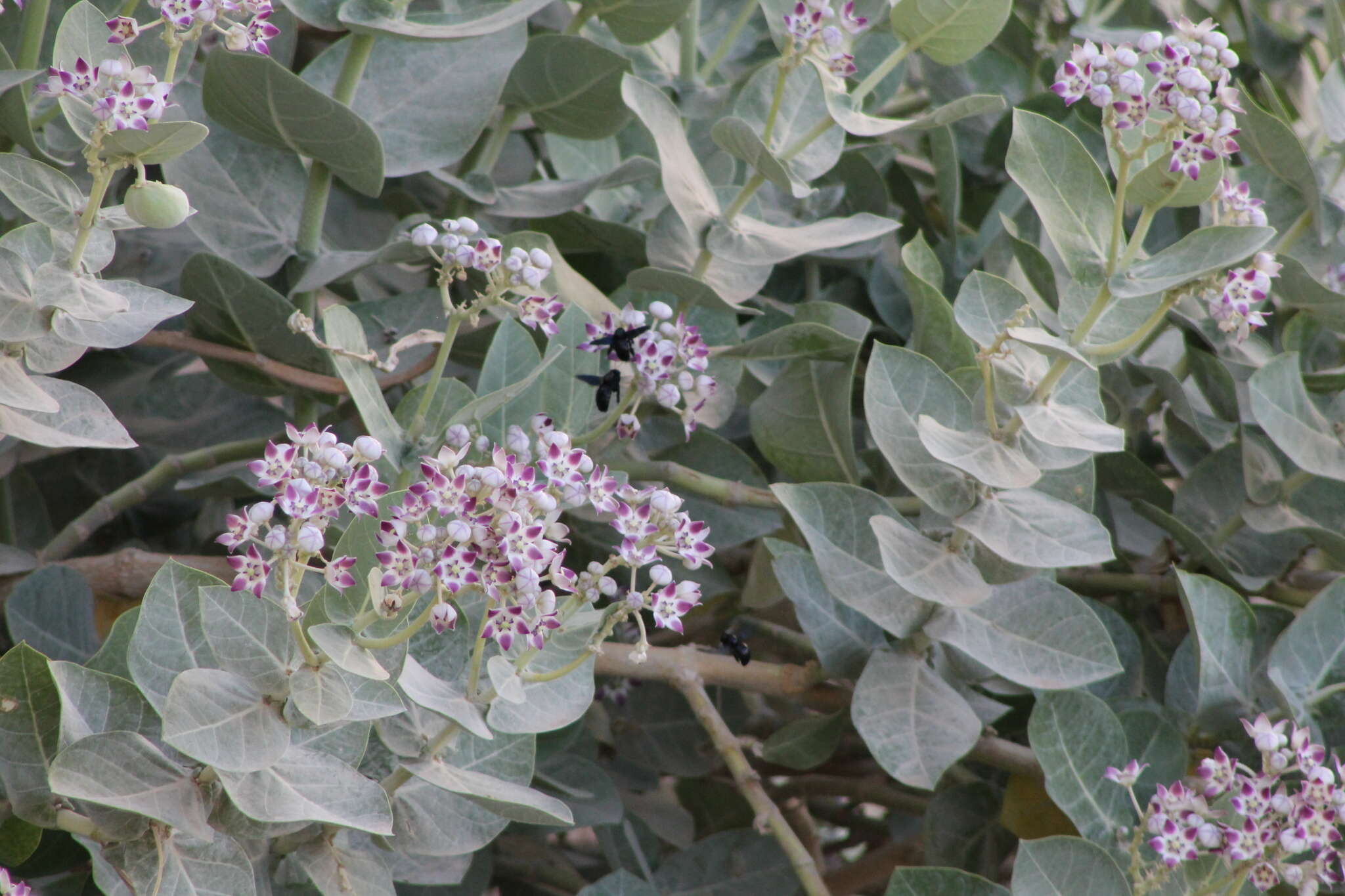 Plancia ëd Xylocopa sulcatipes Maa 1970