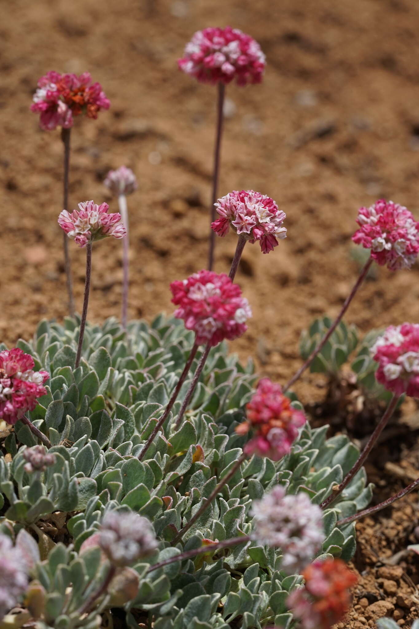 Image of cushion buckwheat