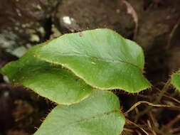 Image of Elaphoglossum hybridum (Bory) Brack.