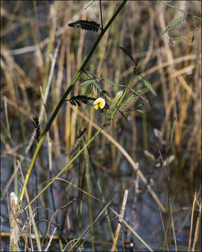 Image de Aeschynomene pratensis Small