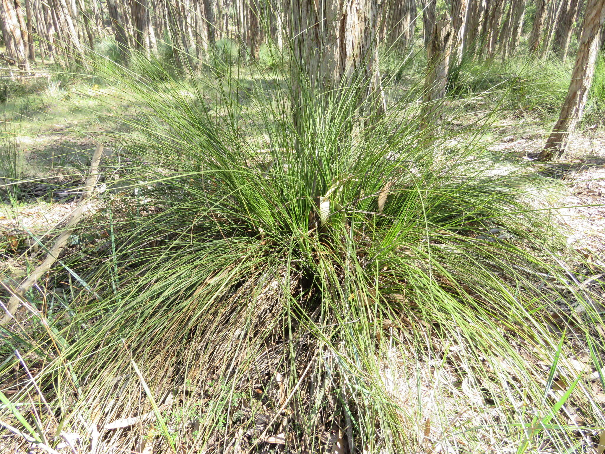 Image of Xanthorrhoea minor R. Br.