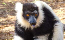 Image of Black-and-white Ruffed Lemur