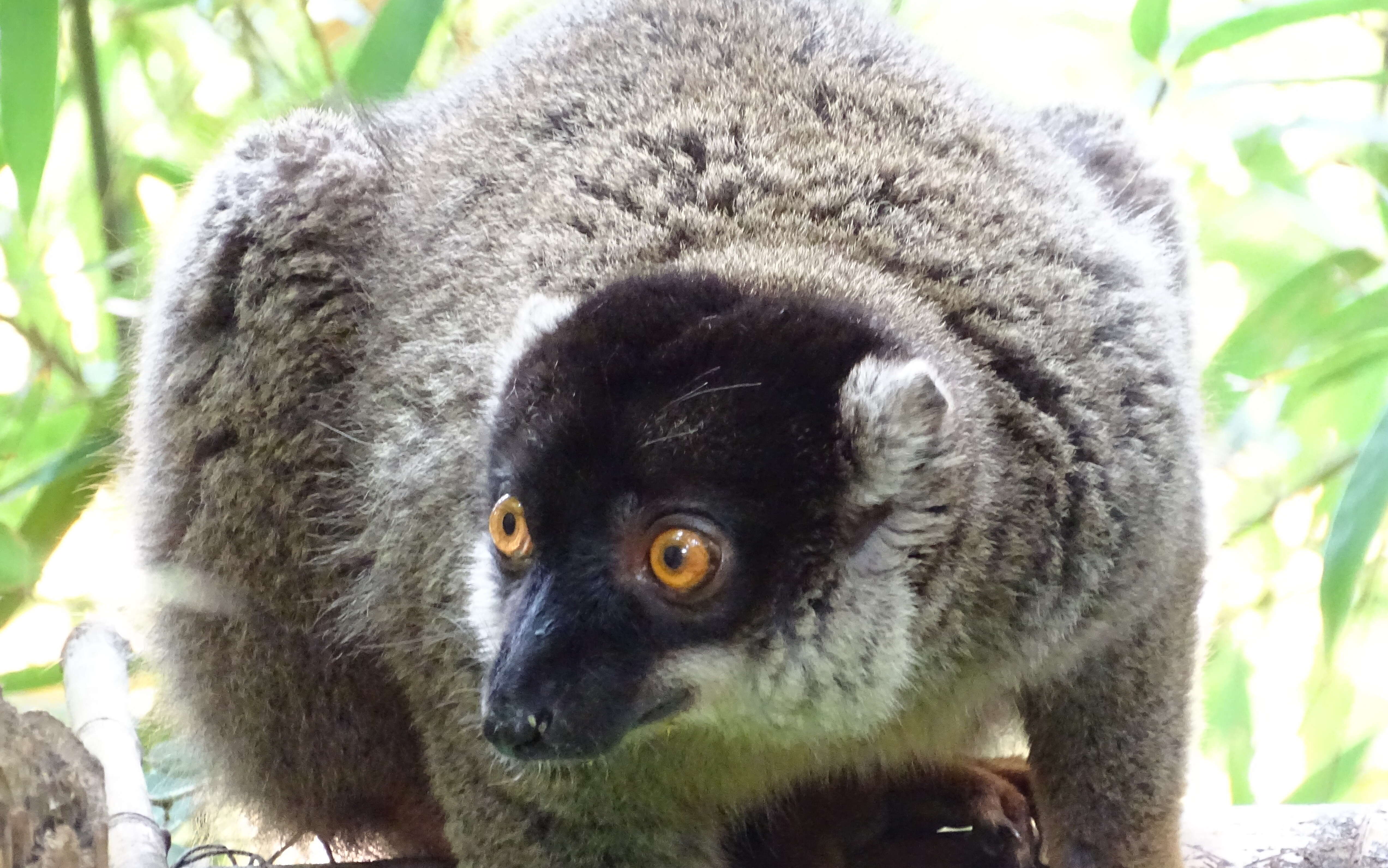 Image of brown lemur