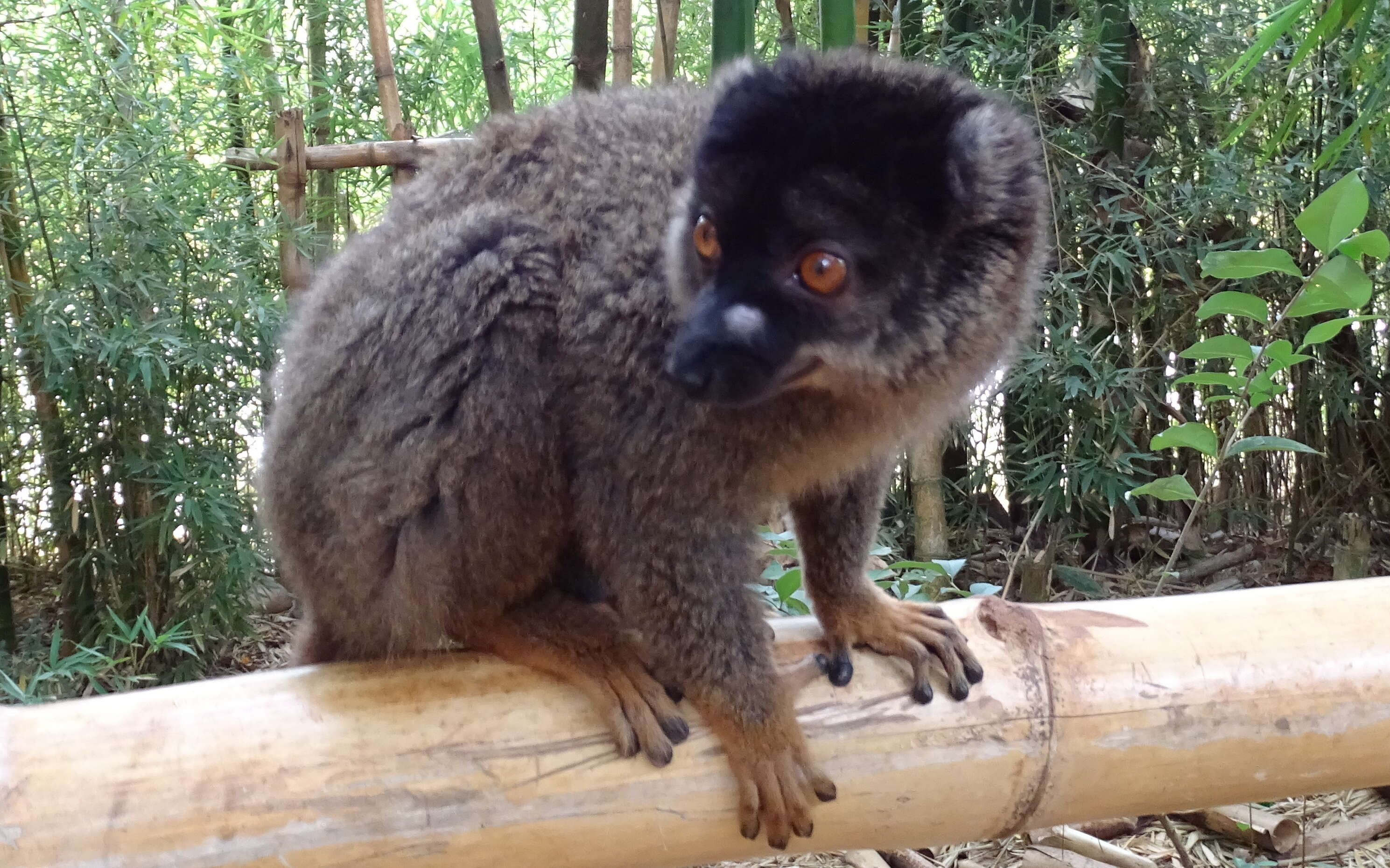 Image of brown lemur