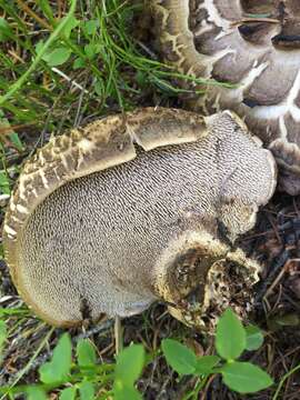 Image of Scaly tooth