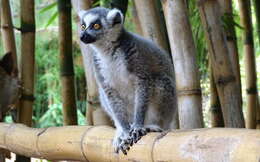 Image of Lemur Linnaeus 1758