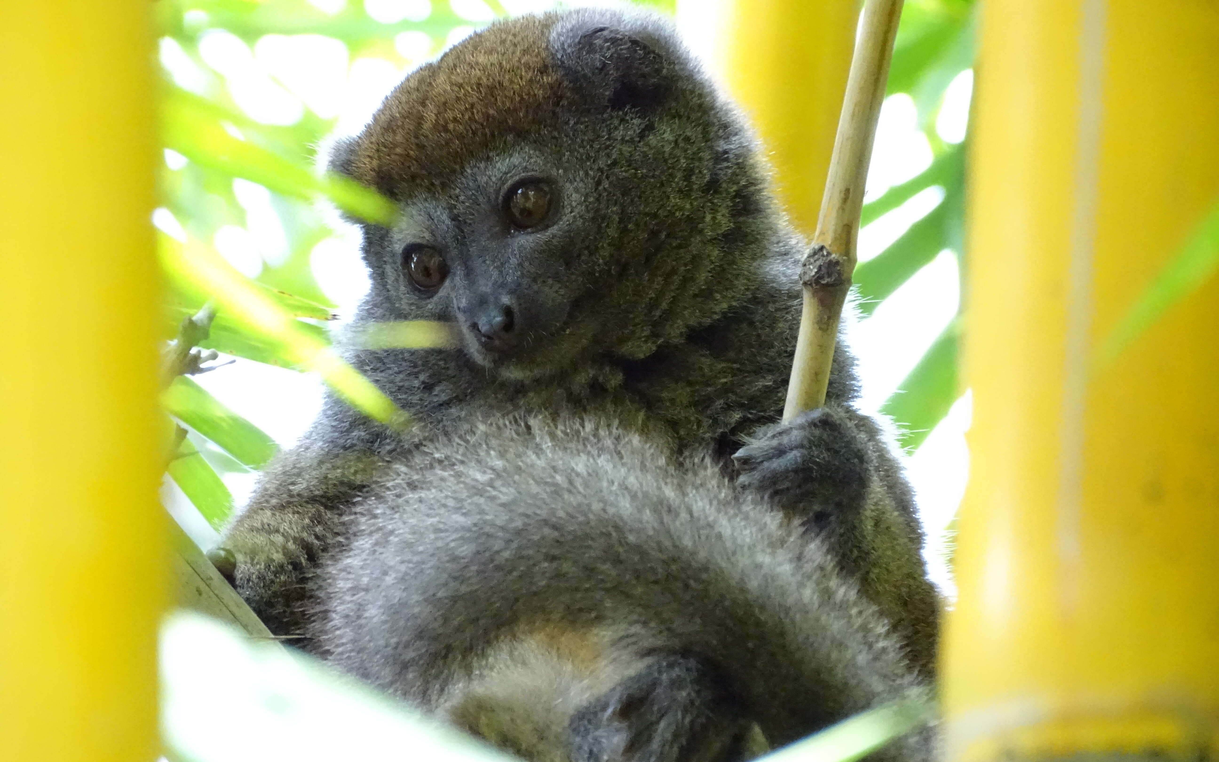 Image of Bamboo Lemur