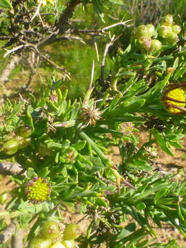 Image of Osteospermum spinosum L.